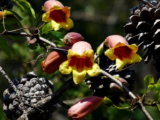 {Bignonia capreolata}